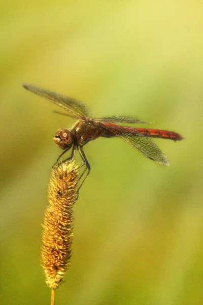 Dragonfly sitter på det torra bladet — Stockfoto