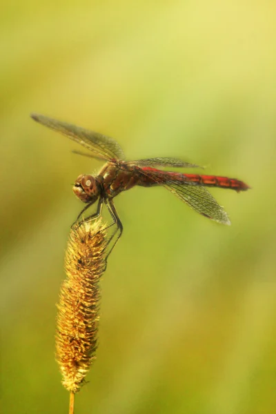 Libelle sitzt auf der trockenen Klinge — Stockfoto