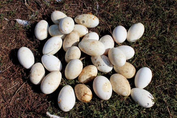 Gänseeier im Gras — Stockfoto