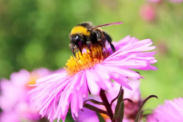 Zittend op de asters hommel — Stockfoto