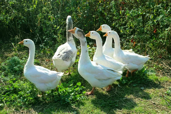 Полет белых гусей во дворе — стоковое фото