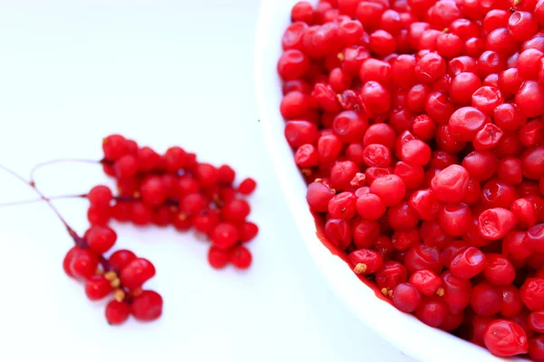 Branches and full plate of red ripe schisandra isolated — Stock Photo, Image