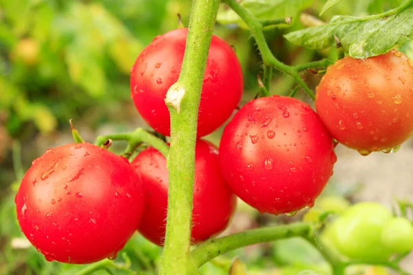 Tomates vermelhos no arbusto — Fotografia de Stock