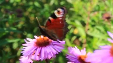 aster kelebek tavus kuşu göz