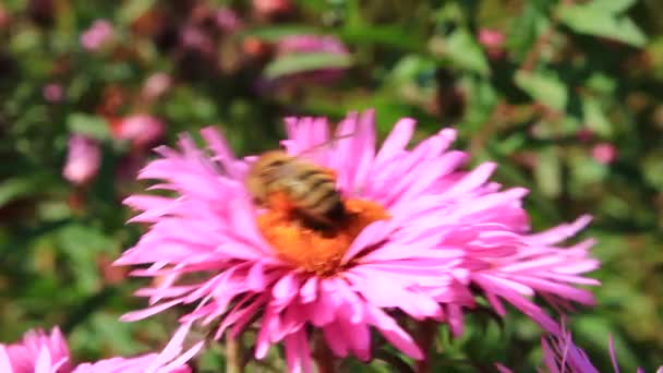 Bee zittend op de asters — Stockvideo