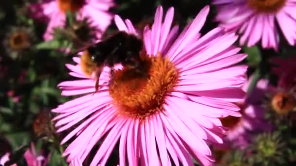 Bumblebee sitting on the aster — Stock Video