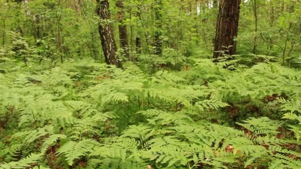 Floresta verde com árvores e samambaia — Vídeo de Stock