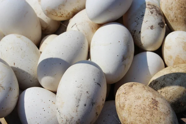 Biały jaja gęsi — Zdjęcie stockowe