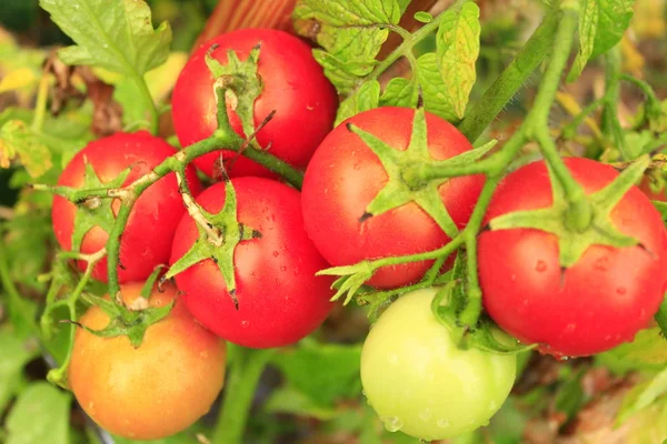 Tomates rojos en el arbusto — Foto de Stock