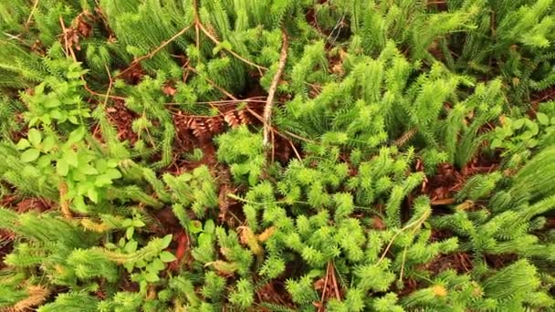 Bosque verde con árboles y helechos — Vídeo de stock