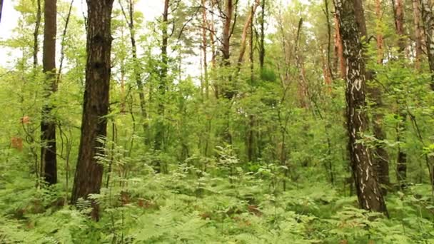 Foresta verde con alberi e felci — Video Stock