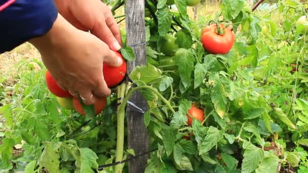 Colheita de tomates vermelhos no arbusto — Vídeo de Stock