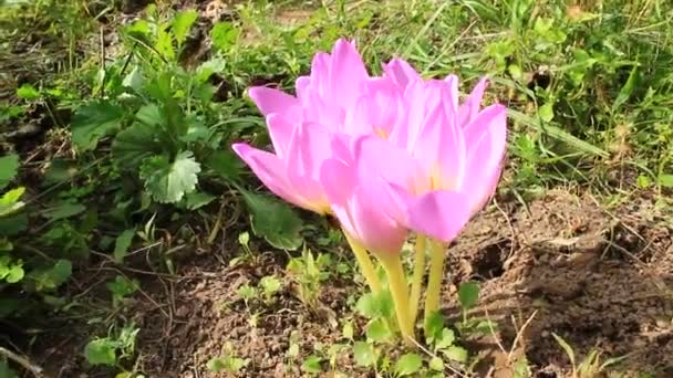 Roze bloemen van Herfsttijloos — Stockvideo