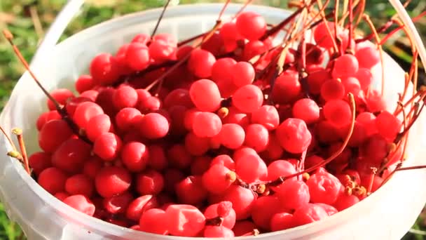 Harvest of red schizandra — Stock Video