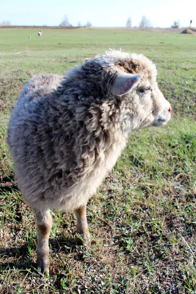 Πρόβατα στο γρασίδι — Φωτογραφία Αρχείου