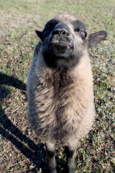 Moutons sur l'herbe — Photo