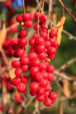 schisandra büyük dalları