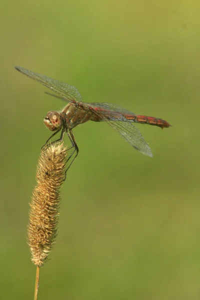 Dragonfly sitter på anläggningen — Stockfoto