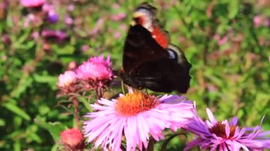 aster kelebek tavus kuşu göz