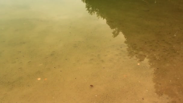 Rebanho de peixes na água limpa do lago — Vídeo de Stock
