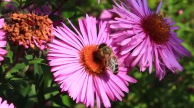 Aster üzerinde oturan arı
