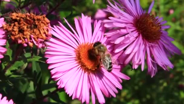 Abeja sentado en el asters — Vídeo de stock