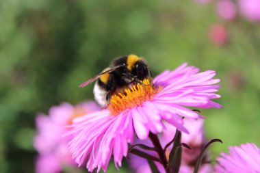 Bumblebee aster üzerinde