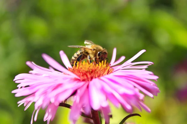 Aster üzerinde oturan arı — Stok fotoğraf