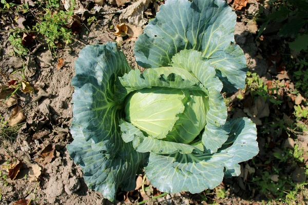 Head of green cabbage — Stock Photo, Image