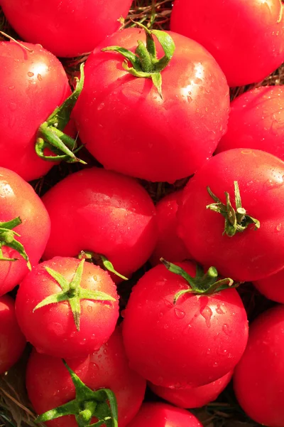 Rendimento rico de tomates vermelhos — Fotografia de Stock