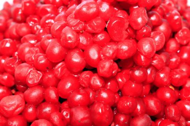 Kırmızı schizandra hasat