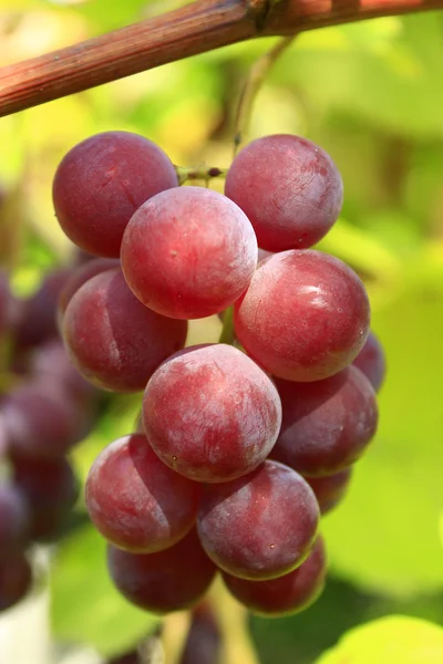 Große Traube blauer Trauben — Stockfoto