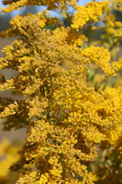 Vara de oro flores del prado amarillo — Foto de Stock