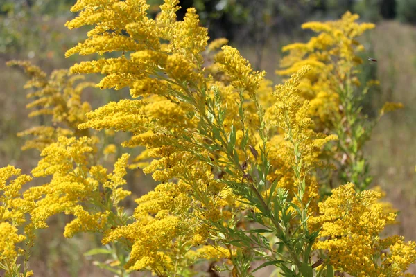 Goldenrod yellow meadow flowers — Stock Photo, Image