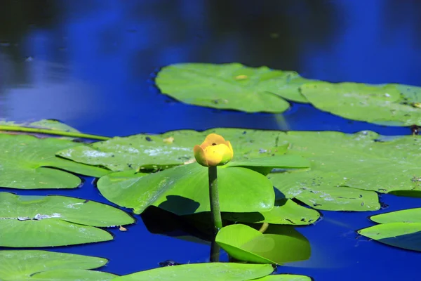 Желтые цветы Nuphar lutea — стоковое фото