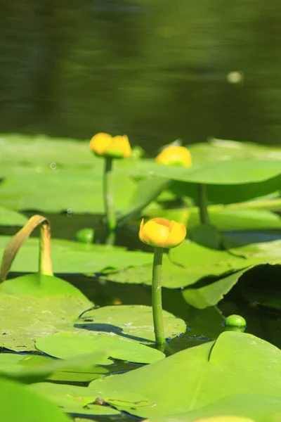 Gelbe Blüten von nuphar lutea — Stockfoto