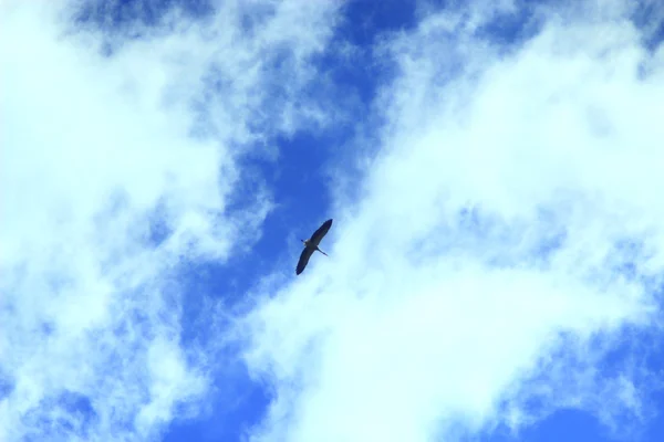 Cigüeña volando en el cielo azul — Foto de Stock