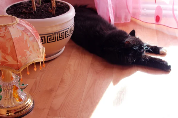 Zwarte kat liggend op de vloer — Stockfoto
