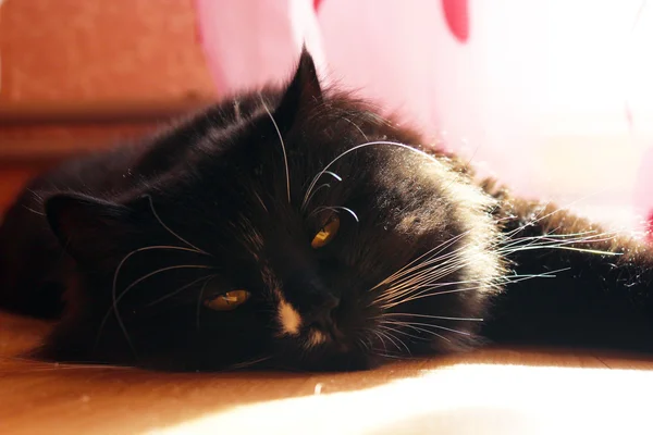 Черный кот, лежащий на полу — стоковое фото