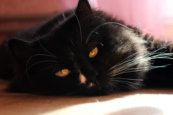 Preto gato deitado no chão — Fotografia de Stock