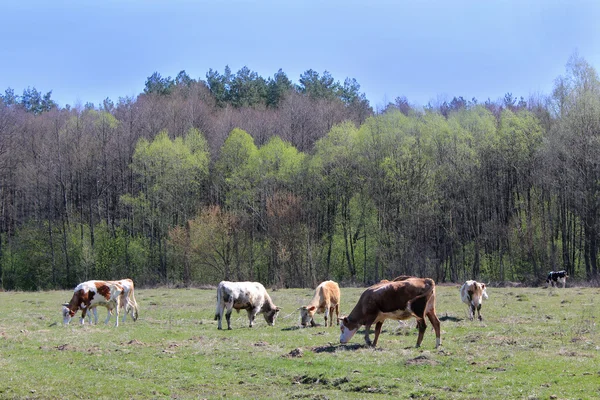Kor på gården Hagen — Stockfoto