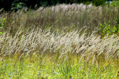 alanında yüksek yeşil çimen