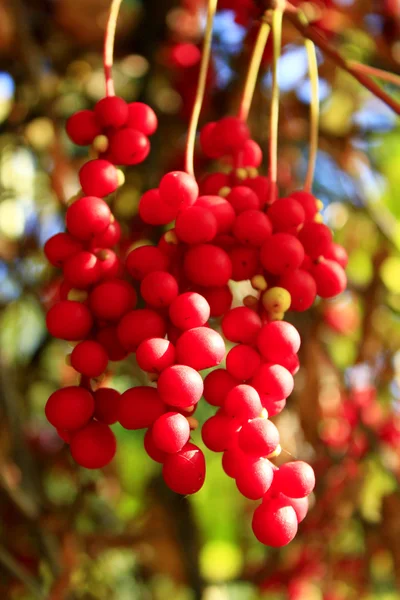 Rote reife Schisandra — Stockfoto