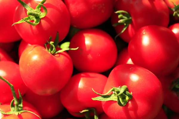 Rica cosecha de tomates rojos — Foto de Stock