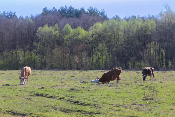 Vacas nas pastagens da exploração — Fotografia de Stock