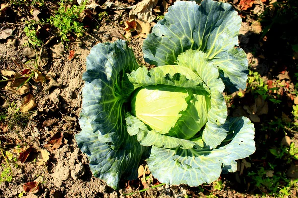 Kohl wächst auf dem Boden — Stockfoto