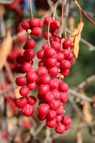 Vermelho maduro schisandra — Fotografia de Stock