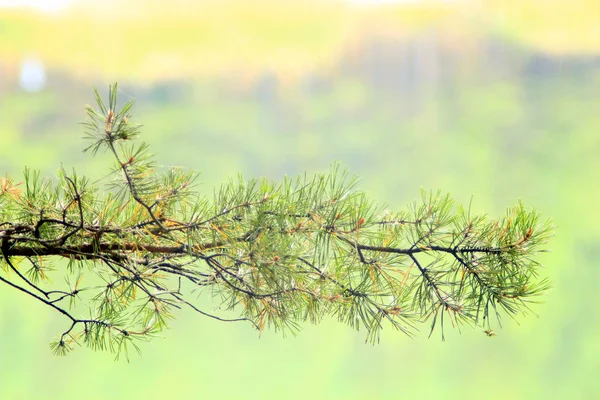 Ramas de un pino joven — Foto de Stock
