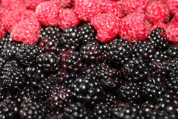 Blackberries and raspberry — Stock Photo, Image