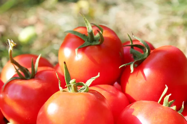 Culture riche de tomates rouges — Photo